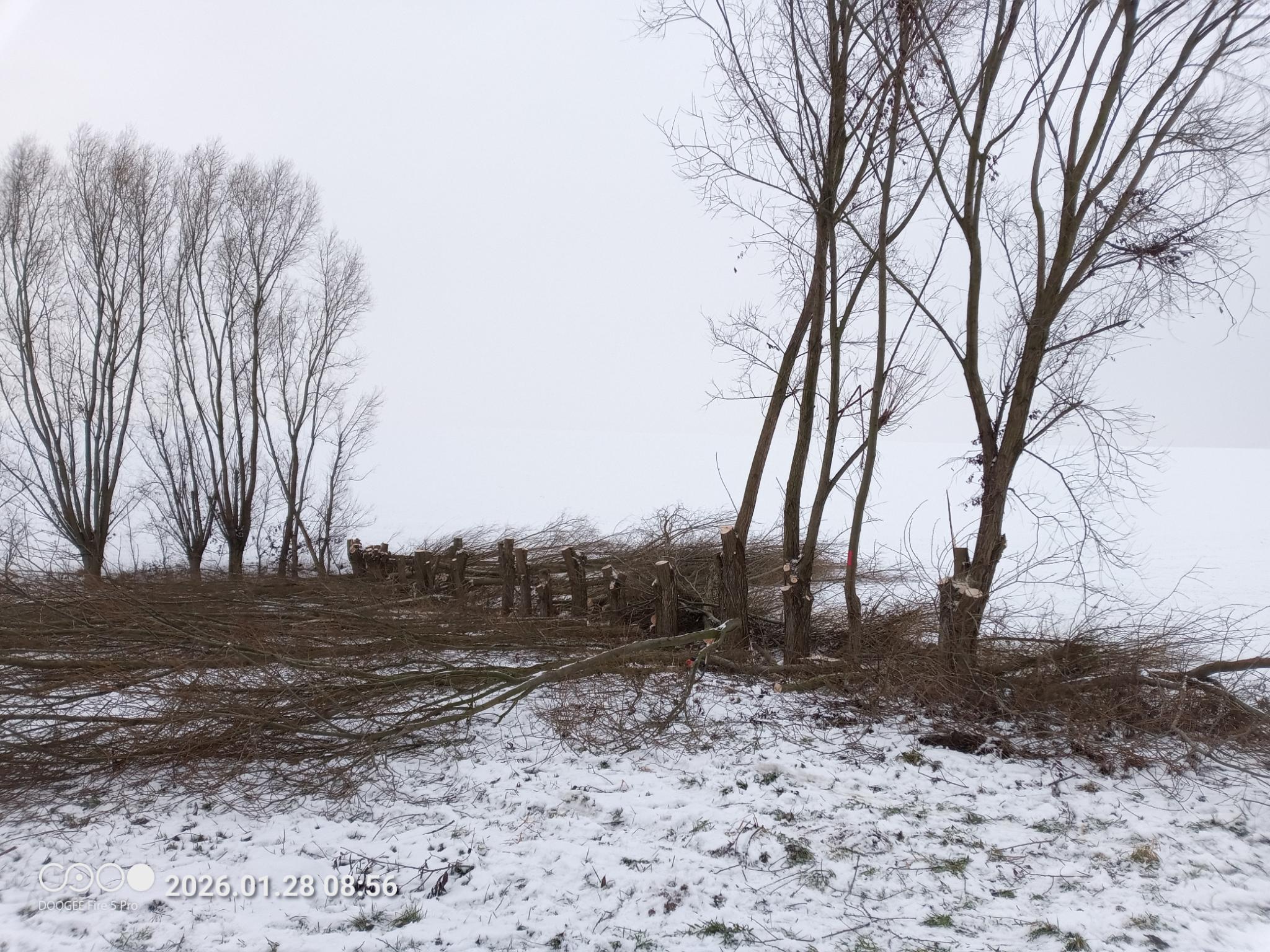Kopfweiden nach der Durchführung der Pflege